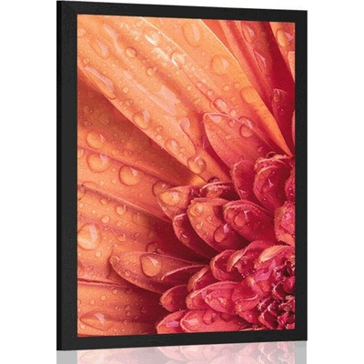 Plakát oranžová gerbera s kapkami vody - 30x45 silver