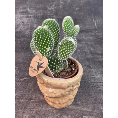 Opuntia White Kolibri Greens mini (Opuncie)