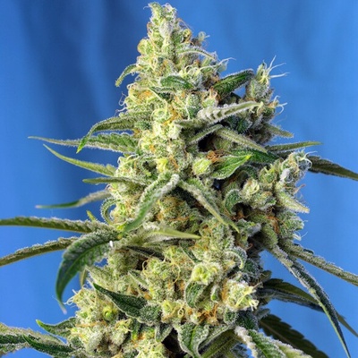 Sweet Seeds Sweet Amnesia Haze semienka neobsahujú THC 100 ks