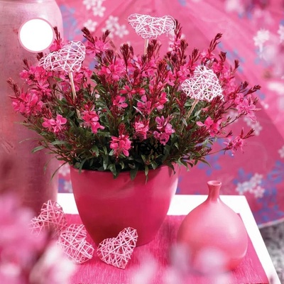 Gaura lindheimeri COMPACT RED - svíčkovec – Zboží Dáma