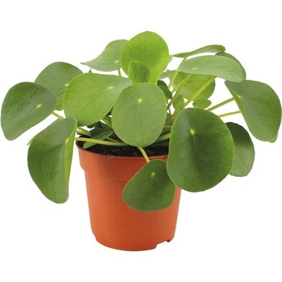 Pilea FloraSelf Pilea peperomioides výška 17-22 cm květináč Ø 10,5 cm