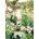 Magnolia - Puzzle Jungle Oasis - 1 000 piese