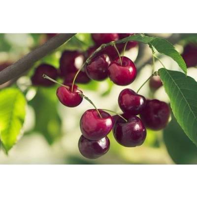 Čerešňa vtáčia (Prunus avium) ´TECHLOVAN´ - stredne skorá, výška 150-180 cm, kont. C5L