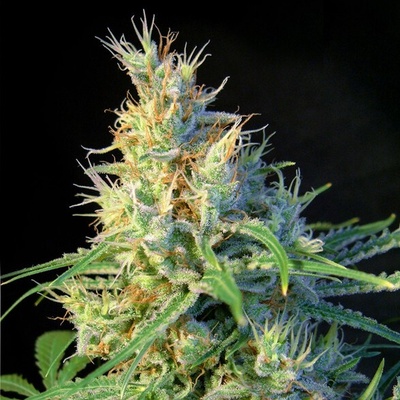 Sweet Seeds Psicodelicia semienka neobsahujú THC 3 ks