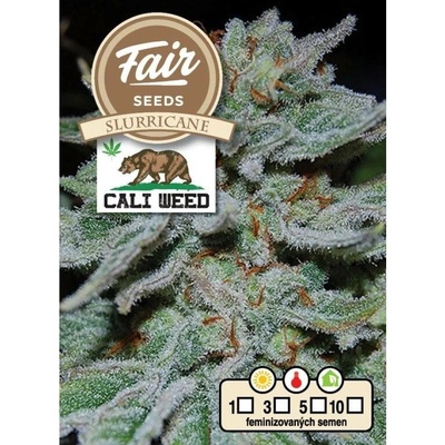 Fair Seeds Slurricane semena neobsahují THC 10 ks
