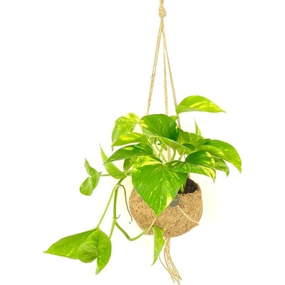 Gardners Epipremnum aureum (L) Šplhavník, Šplhavnice zlatá