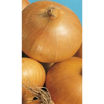 Moravoseed Semienka Cibuľa ozimná Augusta