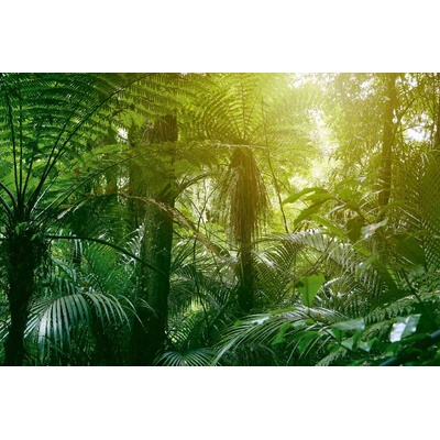 DIMEX ART Флизелинов фототапет тропическа джунгла ii. 375 x 250 см
