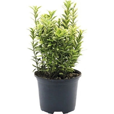 Brslen japonský drobnolistý FloraSelf Euonymus japonicus Aureovariegatus 'Microphyllus' 15-20 cm květináč 1 l