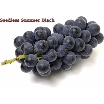 Vinič Summer Black bezsemenné