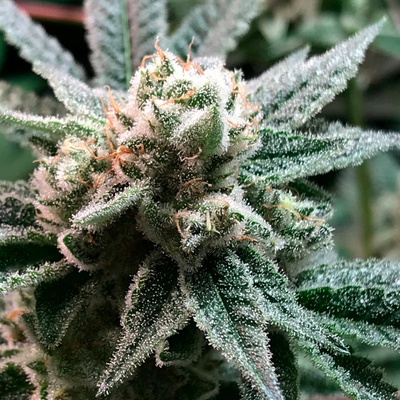 R-Kiem Seeds Sublimator semienka neobsahujú THC 1 ks