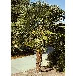  Конопена палма (Chamaerops excelsa)