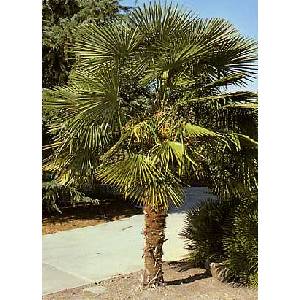  Конопена палма (Chamaerops excelsa)