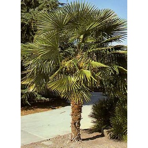  Конопена палма (Chamaerops excelsa)
