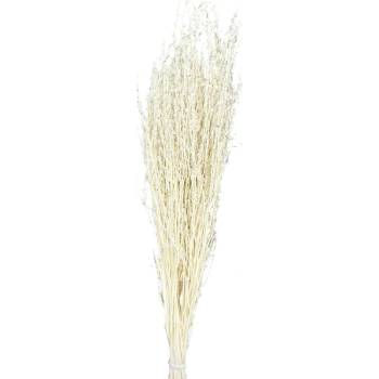 Lepidium bělené