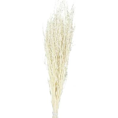 Lepidium bělené