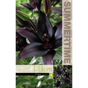 Seklos Лилиум Lilium Asiatic Landini - 1 бр луковицa