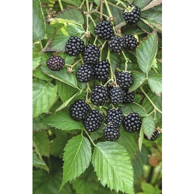 Černica BIO Hof:Obst Rubus fruticosus 'Loch Ness' výška 30-40 cm kvetináč 15 cm