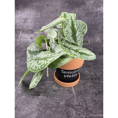 Scindapsus Trebie 12 cm