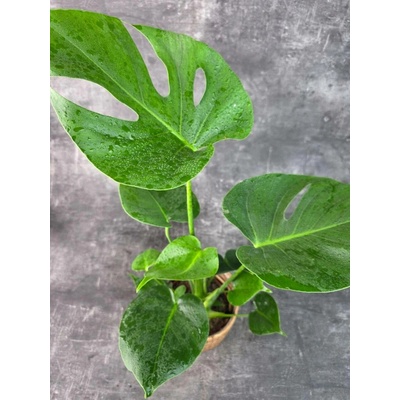 Monstera Deliciosa 14 cm (Šplahvka, která umí tvořit obří listy)