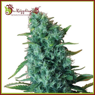 Dr. Krippling Seeds Gorilla Infested Gelato AUTO semena neobsahují THC 1 ks