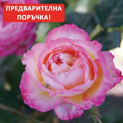 Guillot® Роза Madame de Staеl®