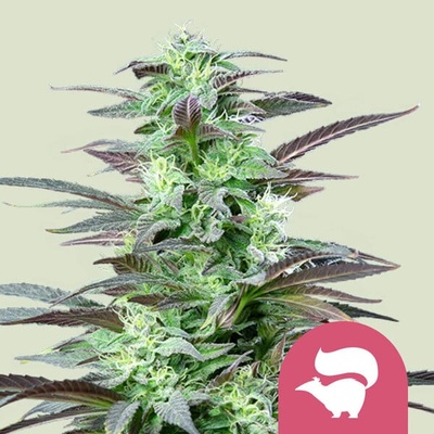 Royal Queen Seeds Skunk XL semienka neobsahujú THC 100 ks