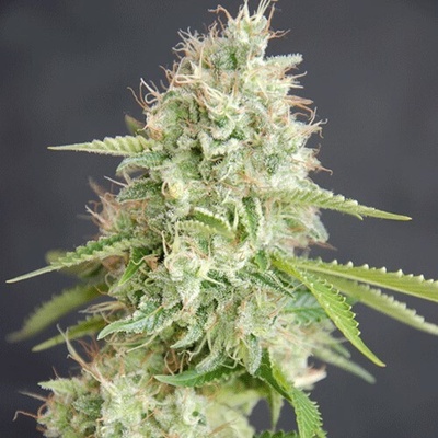 Cream Of The Crop Double Cream semienka neobsahujú THC 10 ks