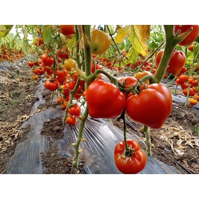 GEOSEMSELECT Домати Прекос f1