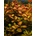 Ludwigia repens