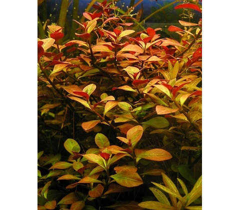 Ludwigia repens