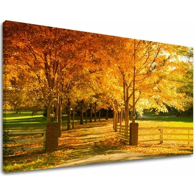 Obraz na stenu STROMY - 60x90 cm