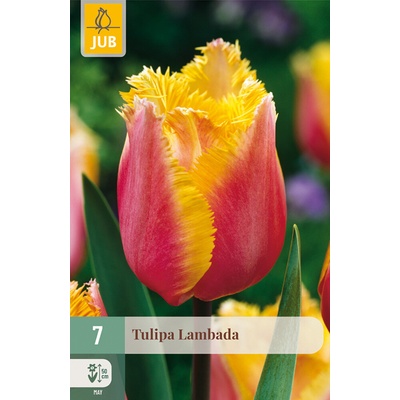 852648/8108 Tulipány Lambada 7ks