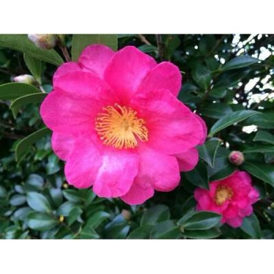 Camellia Japonica (Kamélia japonská) ´TRIUMPHANS´ , kont. C2L, výška 20-30 cm (-10°C)