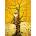 Enjoy - Puzzle Gustav Klimt's Cat in the Tree of Life - 1 000 piese