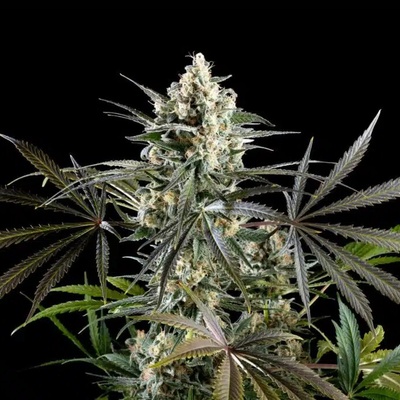 Kannabia Seeds Amnesia Haze Go Fast semena neobsahují THC 3 ks