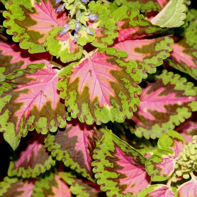Africká kopřiva Wizard Coral Sunrise Coleus blumei prodej semen 30 ks