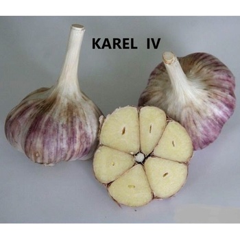 Cesnek Karel Iv (podzimní výsadbu, studie naznačují, účinků česneku, bioaktivních látek, české kuchyni česnek) Cesnek Karel Iv