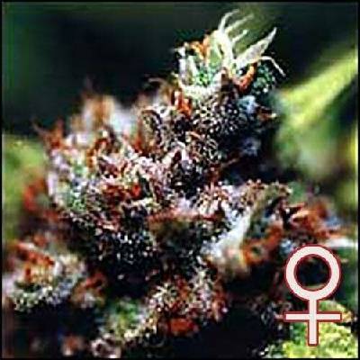 KC Brains Seeds Brasil x KC semena neobsahují THC 5 ks