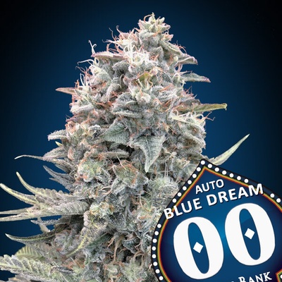 00 Seeds Bank Auto Blue Dream semienka neobsahujú THC 3 ks