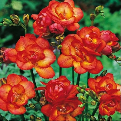 Frézia červená - Freesia - predaj cibuľovín - 3 ks