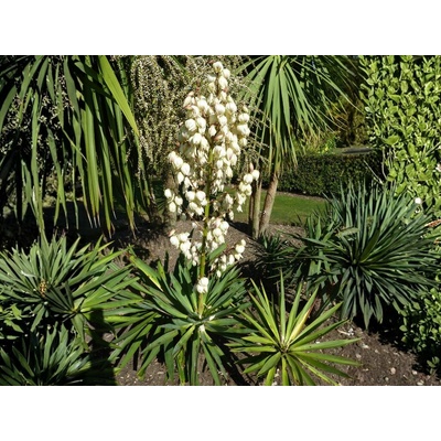 Juka Gloriosa, výška 45-55 cm, kvetináč 10 l