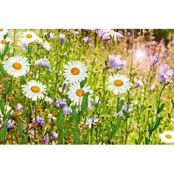 DIMEX ART s. r. o Флизелинов фототапет летни диви цветя 375 x 250 см