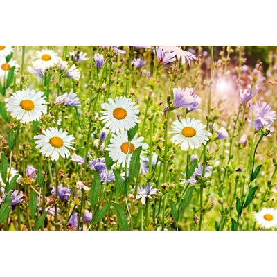 DIMEX ART Флизелинов фототапет летни диви цветя 375 x 250 см