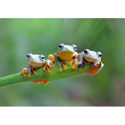 Bluebird Friendly Frogs 500 dielov