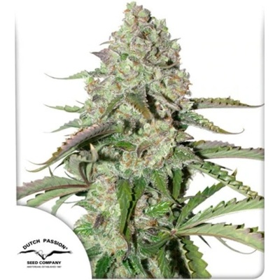 Dutch Passion Auto Colorado Cookies semena neobsahuji THC 100 ks
