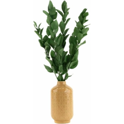 Stabilizované rastliny ruscus - zelená Kus: 1