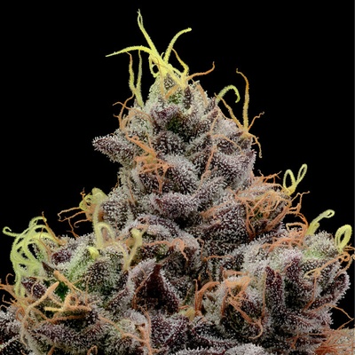 Anesia Seeds Think Tank semienka neobsahujú THC 3 ks