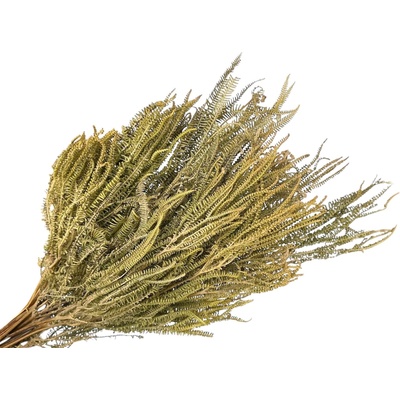 Sušené listy Grevillea Ivanhoe papraď 150g - prírodné