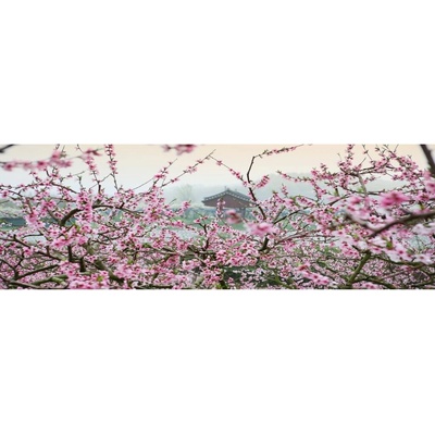 BONDECOR JAPONSKÁ TŘEŠEŇ